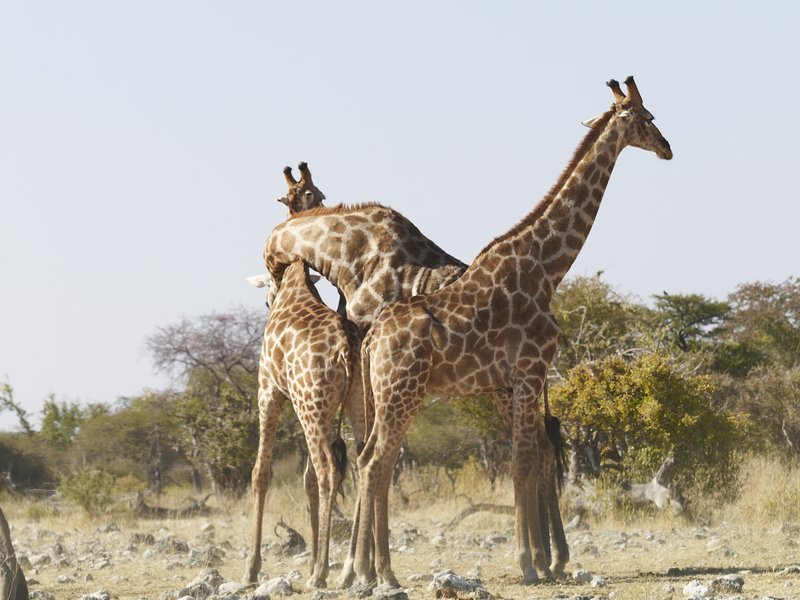 Etosha National Park, Giraffe